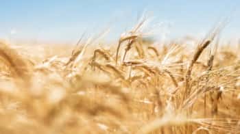 Кейс «Лукино»